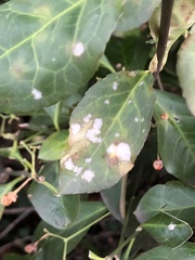 Erysiphe euonymicola