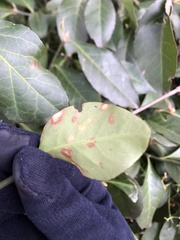 Erysiphe euonymicola