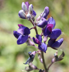 Lupinus nanus