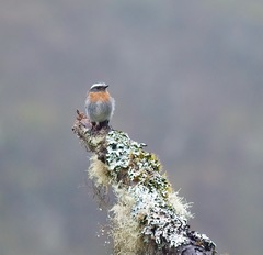 Ochthoeca rufipectoralis