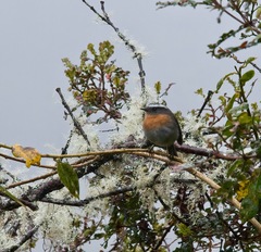 Ochthoeca rufipectoralis