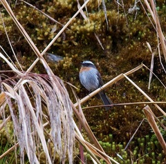 Ochthoeca rufipectoralis