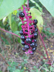 Phytolacca americana