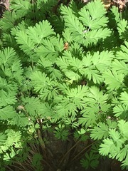 Dicentra cucullaria