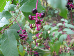 Phytolacca americana