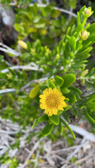 Borrichia arborescens