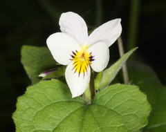 Viola ocellata