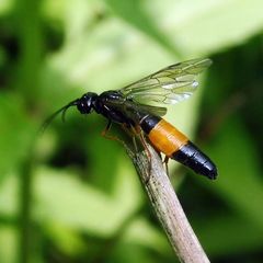 Allantus calceatus