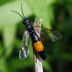 Allantus calceatus