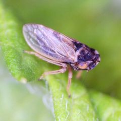 Megophthalmus scanicus