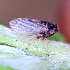 Megophthalmus scanicus