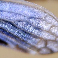 Megophthalmus scanicus