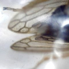 Megophthalmus scanicus