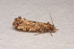 Morophaga choragella