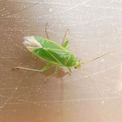 Orthotylus marginalis