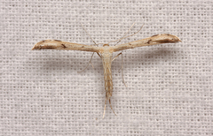 Hellinsia lienigianus