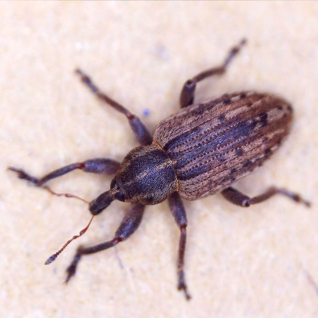Hypera melancholica