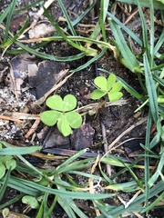 Oxalis corniculata
