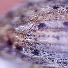 Hypera melancholica