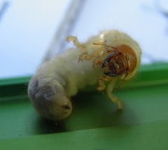 Oryctes nasicornis