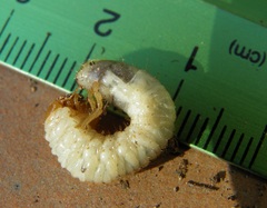 Oryctes nasicornis