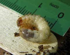 Oryctes nasicornis