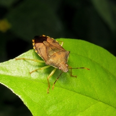 Supputius cincticeps