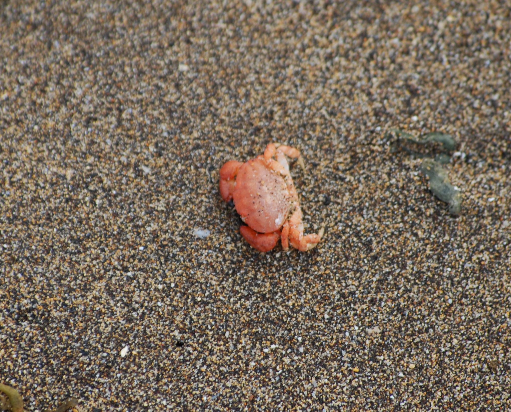 Xantho hydrophilus