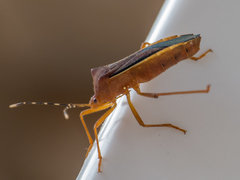 Anasa varicornis