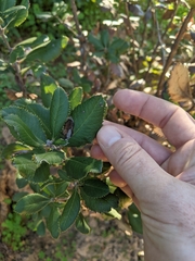 Comarostaphylis diversifolia