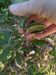 Comarostaphylis diversifolia