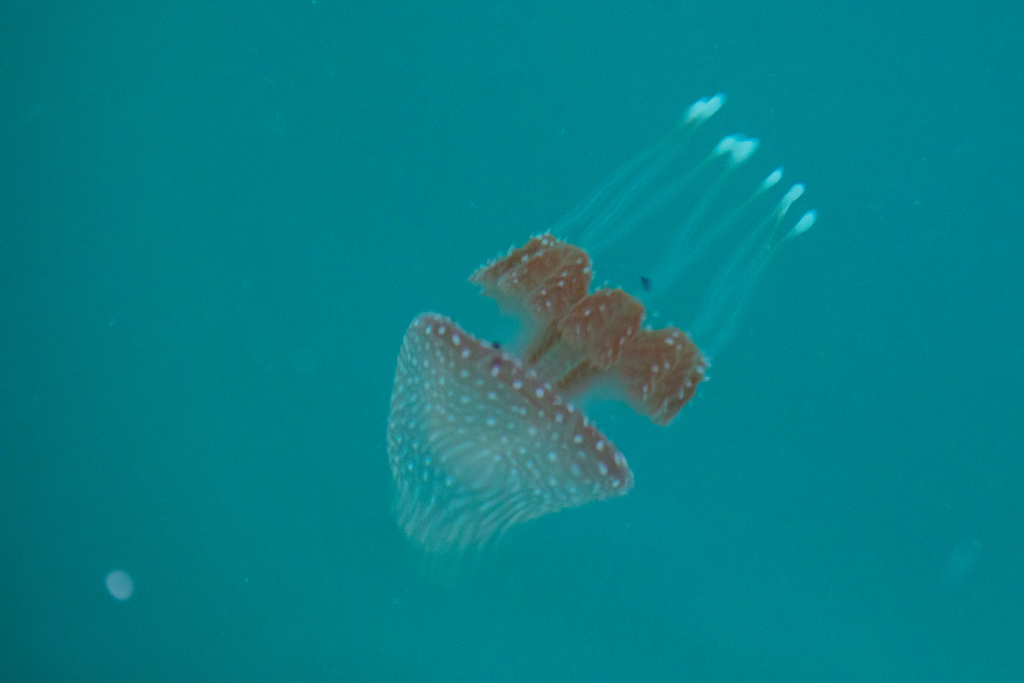 Australian spotted jellyfish