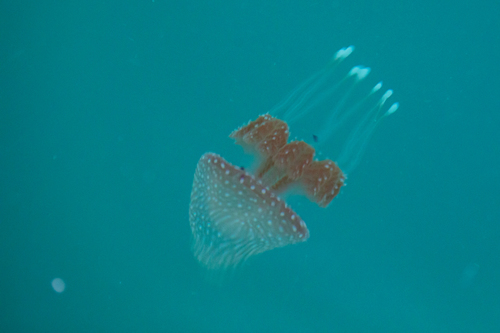 Australian spotted jellyfish