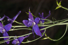 Delphinium patens
