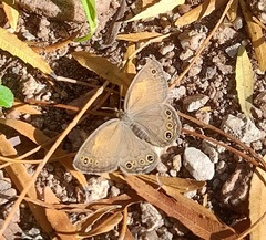 Pharneuptychia phares