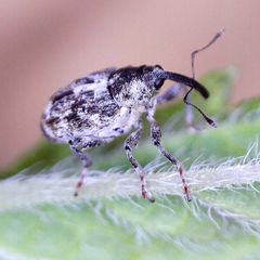 Datonychus melanostictus