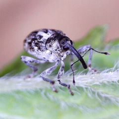 Datonychus melanostictus