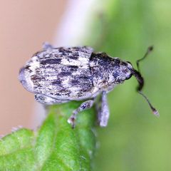 Datonychus melanostictus