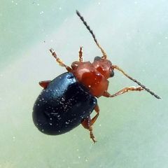 Podagrica fuscicornis