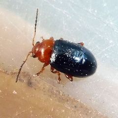 Podagrica fuscicornis