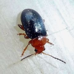 Podagrica fuscicornis