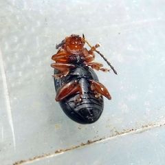 Podagrica fuscicornis