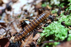Boraria deturkiana