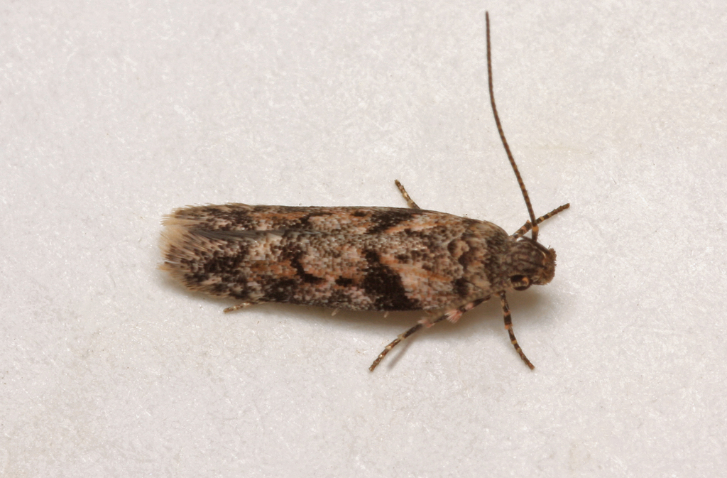 Caryocolum proxima
