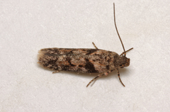 Caryocolum proxima