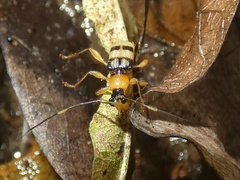 Oxylymma tuberculicolle