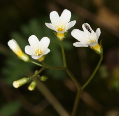 California Mist Maiden (Romanzoffia californica)