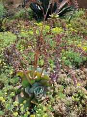 Gibbiflorae