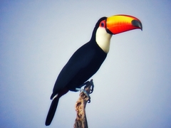Ramphastos toco