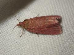 Celypha rosaceana